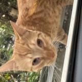 Foto de gato encontrado en Tournefeuille