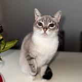 Foto del gato perdido en Saint Avit Saint Nazaire