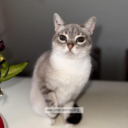 Foto 1/1 Plume Chat perdido en Saint avit saint nazaire