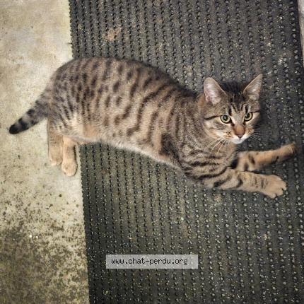 Foto 1/1 Canaillou Chat perdido en Saint denoual