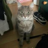 Foto del gato perdido en Gatineau