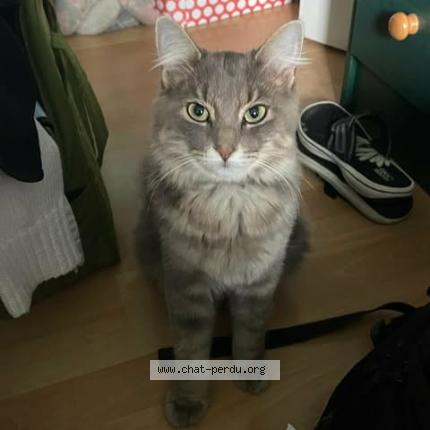 Foto 1/1 Artémis Chat perdido en Gatineau