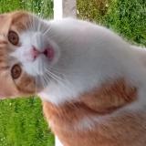 Foto de gato encontrado en Saint Sebastien Sur Loire Franc