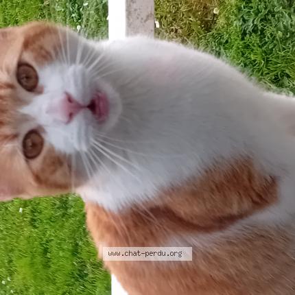 Foto 1/1 Gato encontrado Encontrado en Saint sebastien sur loire franc