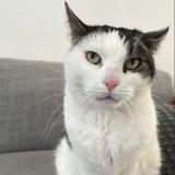 Foto del gato perdido en Nice