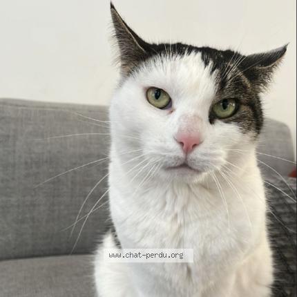 Foto 1/1 chatouille Chat perdido en Nice