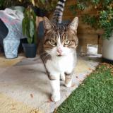 Foto de gato encontrado en Colomiers