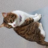 Foto de gato encontrado en Decines Charpieu