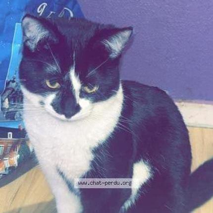 Foto 1/2 Vador Chat perdido en Douai