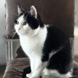 Foto del gato perdido en Saint Martin Du Vieux Belleme