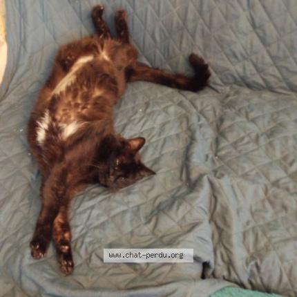 Foto 1/1 Louna Chat perdido en Choisy le roi