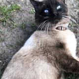 Foto de gato encontrado en La Tour En Jarez