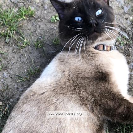 Foto 1/1 Gato encontrado Encontrado en La tour en jarez