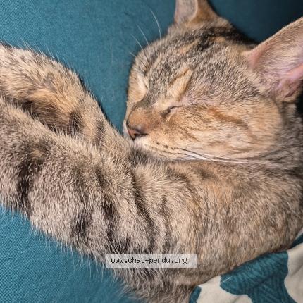 Foto 1/1 Ruby Chat perdido en Airel