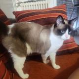 Foto del gato perdido en La Rochelle