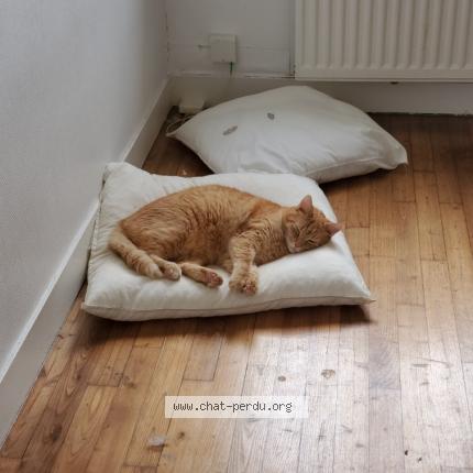 Foto 1/1 Oscar Chat perdido en Argences