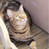 Foto del gato perdido en Pessac