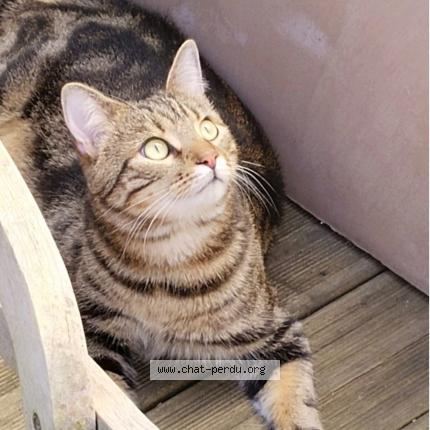 Foto 1/1 Titane Chat perdido en Pessac