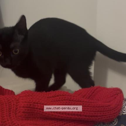 Foto 1/1 Merline Chat perdido en Ruelle sur touvre