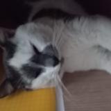 Foto del gato perdido en Peyrehorade