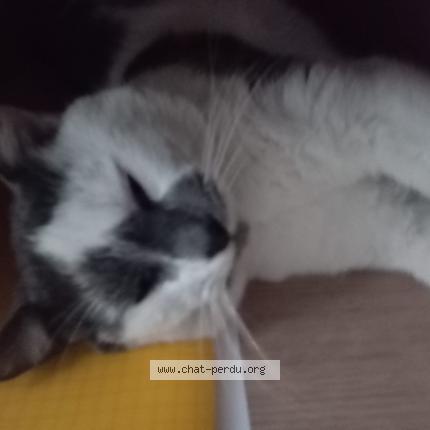 Foto 1/1 Simba Chat perdido en Peyrehorade