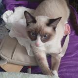 Foto del gato perdido en Paris