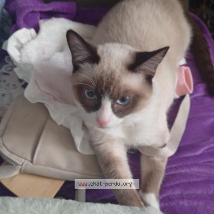 Foto 1/1 Gato encontrado Perdido en Paris