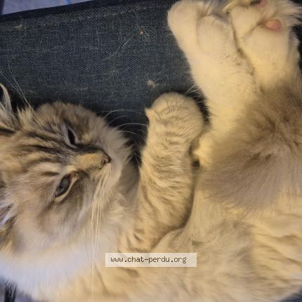 Foto 1/1 Miaouss Chat perdido en Sainghain en melantois