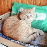 Foto del gato perdido en Montlucon