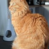 Foto del gato perdido en Brest