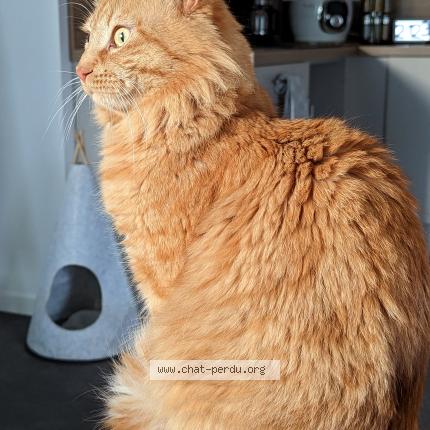 Foto 1/1 Scratch Chat perdido en Brest