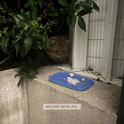 Foto 1/3 Gato encontrado Encontrado en Marseille