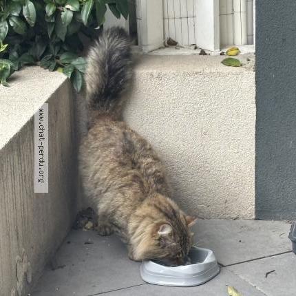 Foto 2/3 Gato encontrado Encontrado en Marseille