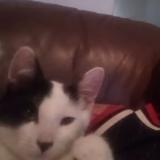 Foto del gato perdido en Sacramento