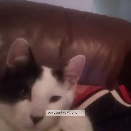 Foto 1/1 Whisky Chat perdido en Sacramento