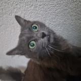 Foto del gato perdido en Boudry