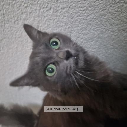 Foto 1/1 Mia Chat perdido en Boudry