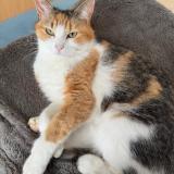 Foto del gato perdido en Caussade