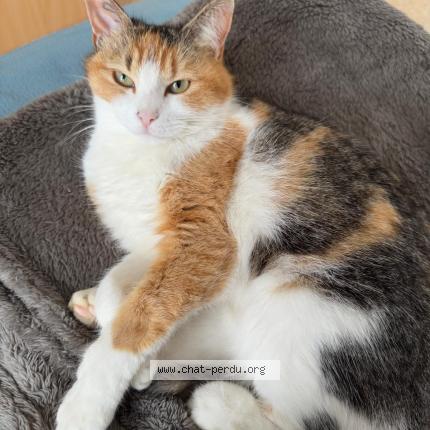 Foto 1/1 Minette Chat perdido en Caussade