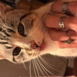 Foto del gato perdido en Bordeaux