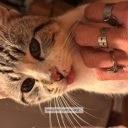 Foto 1/1 Moka Chat perdido en Bordeaux