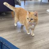 Foto del gato perdido en Herzeele