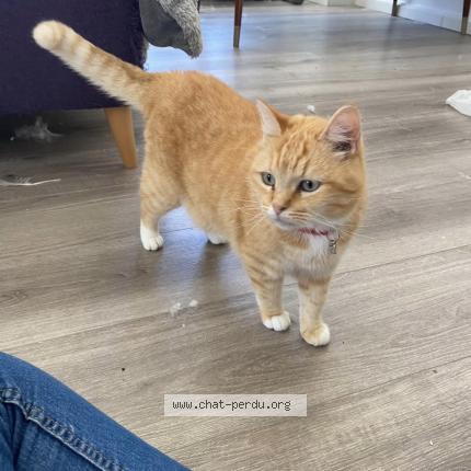 Foto 1/1 Sunny Chat perdido en Herzeele