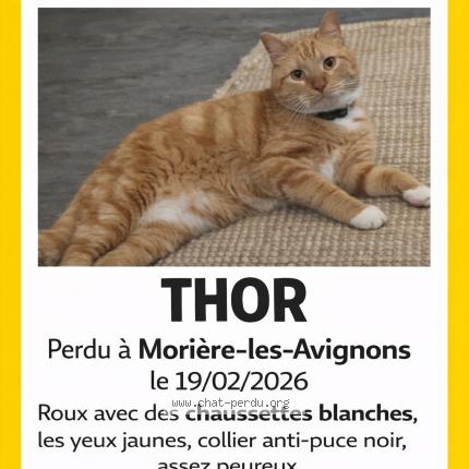 Foto 1/1 Thor Chat perdido en Moriere les avignons