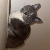 Foto del gato perdido en Carvin