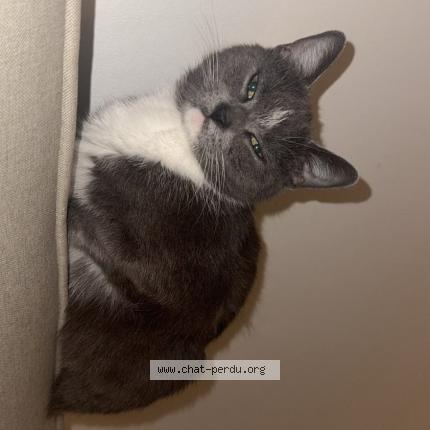 Foto 1/1 Poupette Chat perdido en Carvin