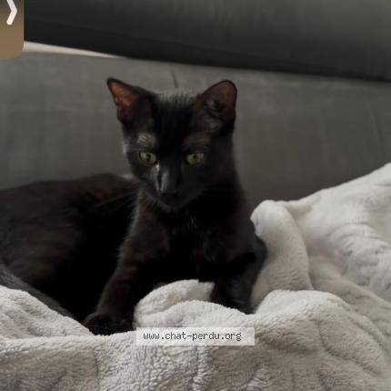 Foto 1/1 Merline Chat perdido en Ruelle sur touvre