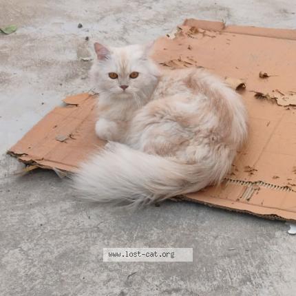 Foto 1/1 Hala Chat perdido en Lucknow