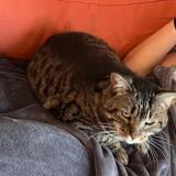 Foto del gato perdido en Nantes