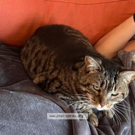 Foto 1/1 Odesse Chat perdido en Nantes